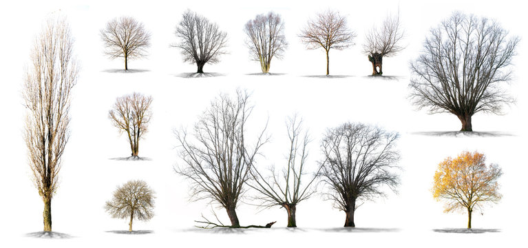 lot d'arbres sans feuilles sur fond blanc en haute d&eacute;finition