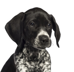 German Shorthaired Pointer, 10 weeks old, close up