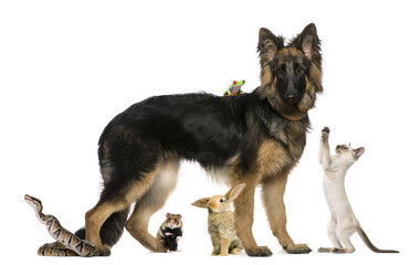 Group of pets