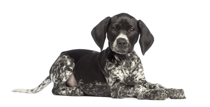 German Shorthaired Pointer, 10 weeks old, lying