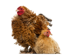 Crossbreed rooster, Pekin and Wyandotte, standing