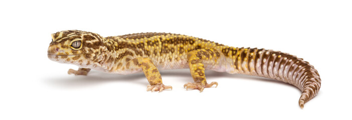 Fototapeta premium Leopard gecko, Eublepharis macularius
