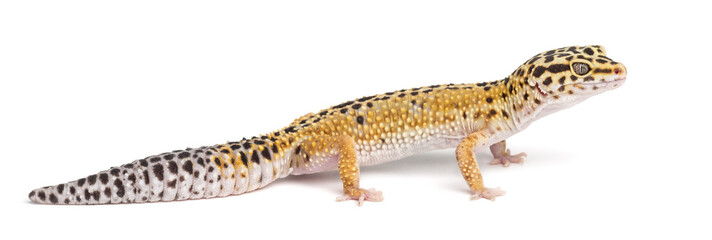 Naklejka premium Leopard gecko, Eublepharis macularius