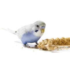 Naklejka premium Parakeet