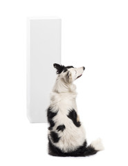 Rear view of a Border Collie sitting in front of a pedestal
