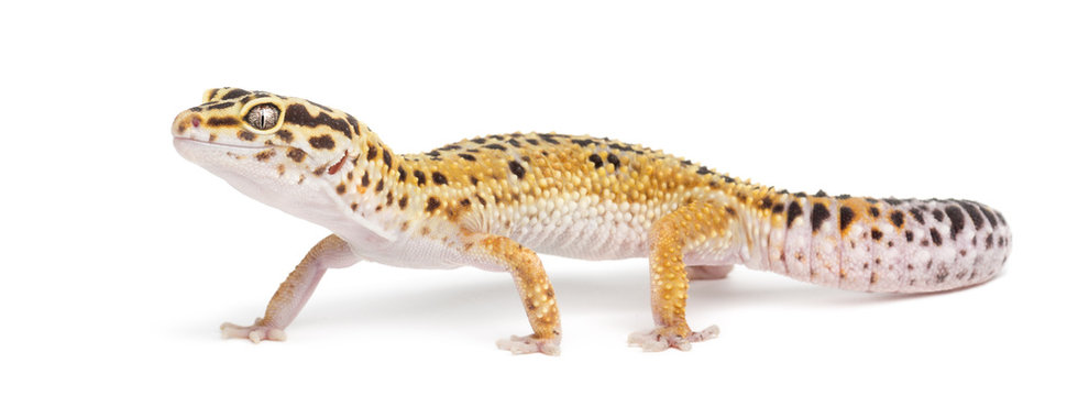 Leopard gecko, Eublepharis macularius