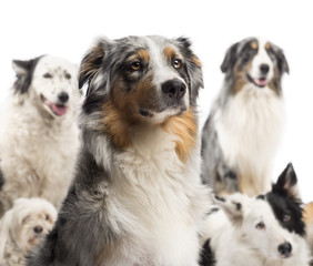 Close up of a Australian Shepherd with dogs