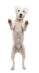 Parson Russell Terrier standing on hind legs