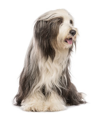 Bearded Collie, 5 years old, sitting and looking right
