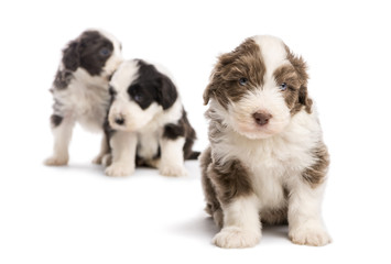 Bearded Collie puppy, 6 weeks old, sitting