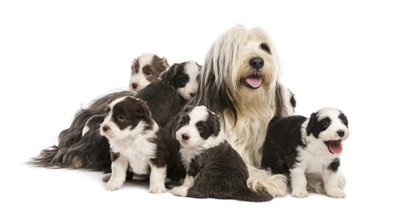 Bearded Collie puppies, 6 weeks old, around their mother