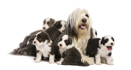 Fototapeta premium Bearded Collie puppies, 6 weeks old, around their mother