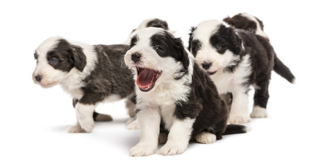 Bearded Collie puppies, 6 weeks old, sitting, standing