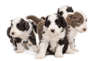 Bearded Collie puppies, 6 weeks old, sitting together