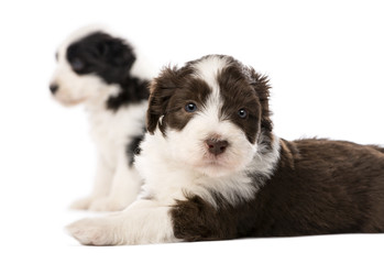 Bearded Collie puppies, 6 weeks old, lying