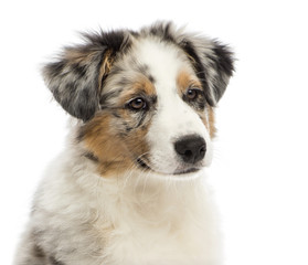 Close up of an Australian Shepherd puppy, 3 months old