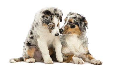 Australian Shepherd puppy, 3 months old, sitting