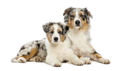 Australian Shepherd puppy, lying next to its mother