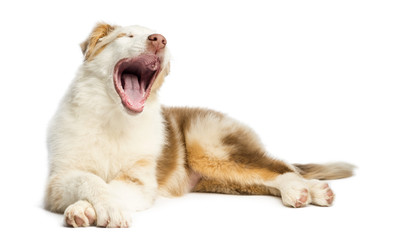 Obraz premium Australian Shepherd puppy, 3.5 months old, lying