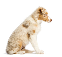Side view of an Australian Shepherd puppy, 3.5 months old