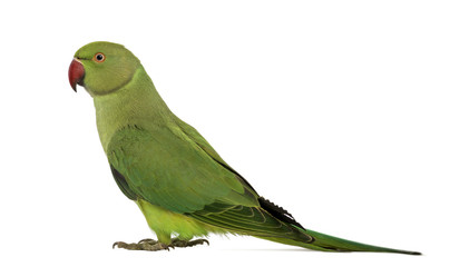 Obraz premium Side view of a Rose-ringed Parakeet, Psittacula krameri
