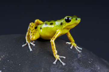 Dart frog / Oophaga pumilio
