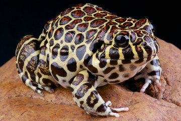 Coralline frog / Leptodactylus laticeps