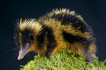 Lowland Tenrec / Hemicentetes semispinosus