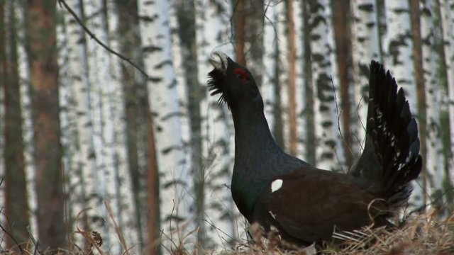 Глухарь