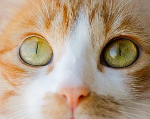 Olhos de gato