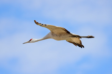 Obraz premium Flying cranes
