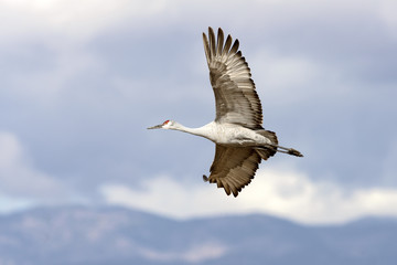 Flying crane