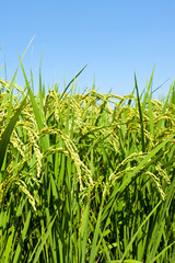 Rice and the blue sky