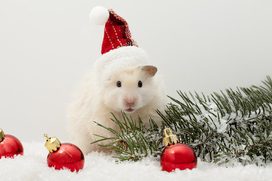 New year's eve hamster with red balloons and the Christmas tree
