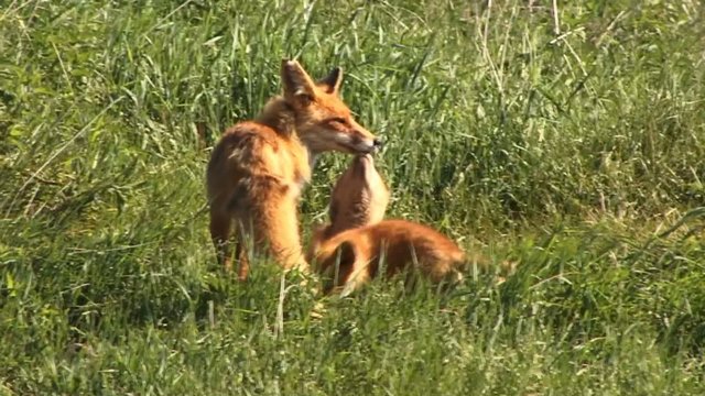 Лисьий выводок