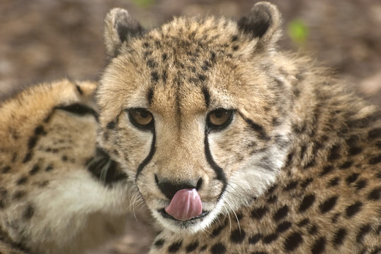 Cheetah © kerstiny