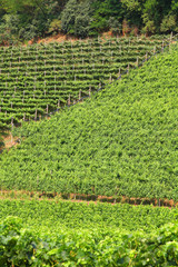Fototapeta na wymiar Winnica w Włoszech, w regionie Trydent