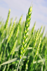 Green wheat on a grain field