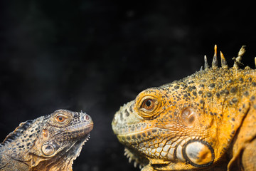 two lizard closeup