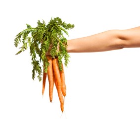 Bunch of Carrots with Leaves on a White Background