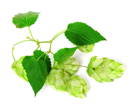 Branch of blossoming hop