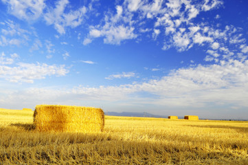 Fototapeta premium Campo di Grano