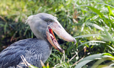Obraz premium Shoebill, Whalehead