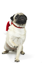 Adorable pug in a Christmas Santa hat