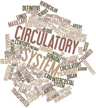 Word cloud for Circulatory system