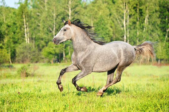 Grey horse runs gallop on the meadow