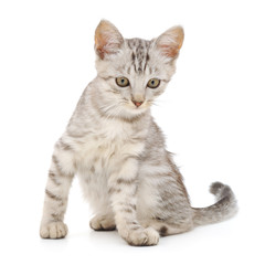 Kitten on a white background