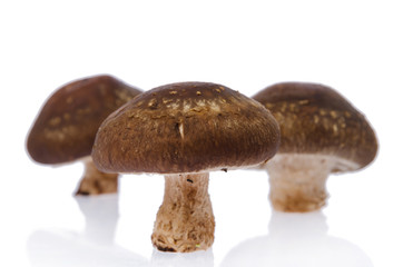 Fresh mushroom champignon