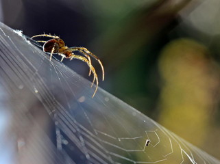 Herbstspinne (Metellina segmentata) im Gegenlicht