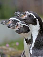 Naklejka premium Drei Humboldtpinguine